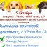 5 октября в одном из ветцентров Чехова пройдет выставка-пристрой животных - Чехов сегодня