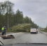 Ураган обрушил дерево и оборвал провода на дороге под Чеховом - Chehov-Vid.Ru