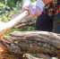 obrashchenie_v_ks_privelo_k_opravdaniyu_osuzhdennogo_za_vyrubku_derevev_na_svoem_uchastke_1.jpg - Чехов сегодня