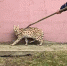Большая дикая кошка носилась по Чехову и бросалась на прохожих - Chehov-Vid.Ru
