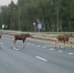 Трассу на юге Московской области перекрыли гости из леса - Chehov-Vid.Ru