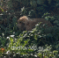 Маленький рыжий кролик забрёл на территорию подмосковного музея - Chehov-Vid.Ru