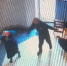 Разгромившего один из храмов Подольска неадеквата отправили в психолечебницу - Chehov-Vid.Ru