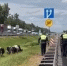 Батальон ДПС отправили пасти коров на трассе в южном Подмосковье - Chehov-Vid.Ru