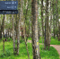 Площадки для баскетбола и воркаута и летние кафе установят в Губернском лесу - Regions.Ru