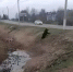 Бурый медведь пробежал по улицам подмосковного села - Chehov-Vid.Ru